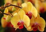 Орхидея (Англия) - 10 мл