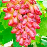 Краситель гелевый "Розовый виноград" - 10мл